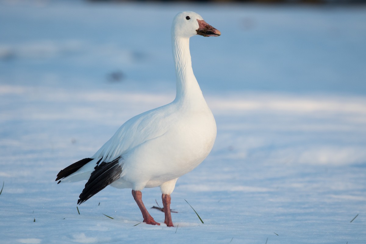 Snow Goose - William Hearn