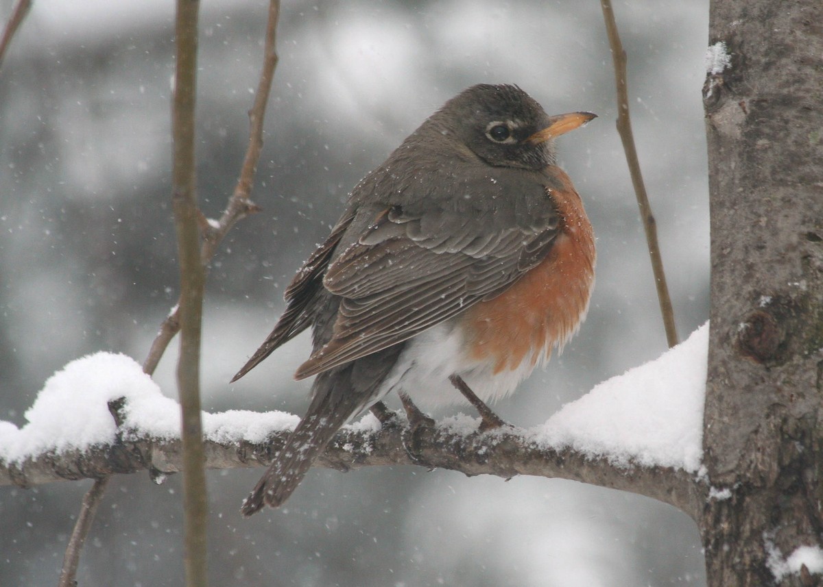 American Robin - Laurie Clemens