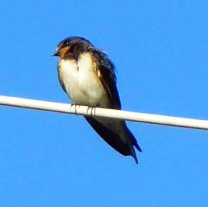 Barn Swallow - Alan Younger