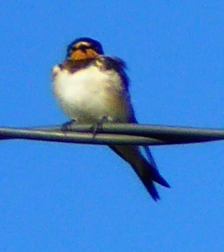 Barn Swallow - Alan Younger