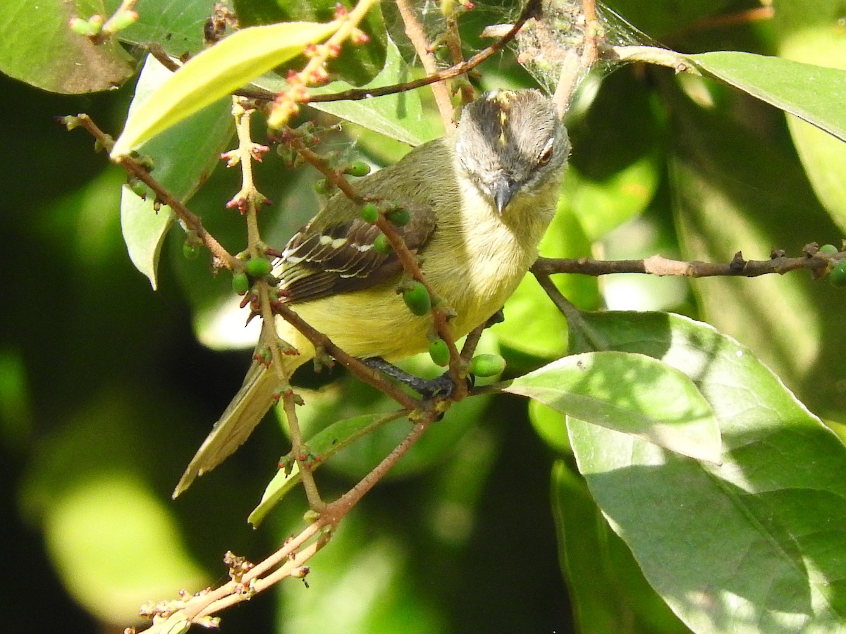 Yellow-crowned Tyrannulet - ML123883491