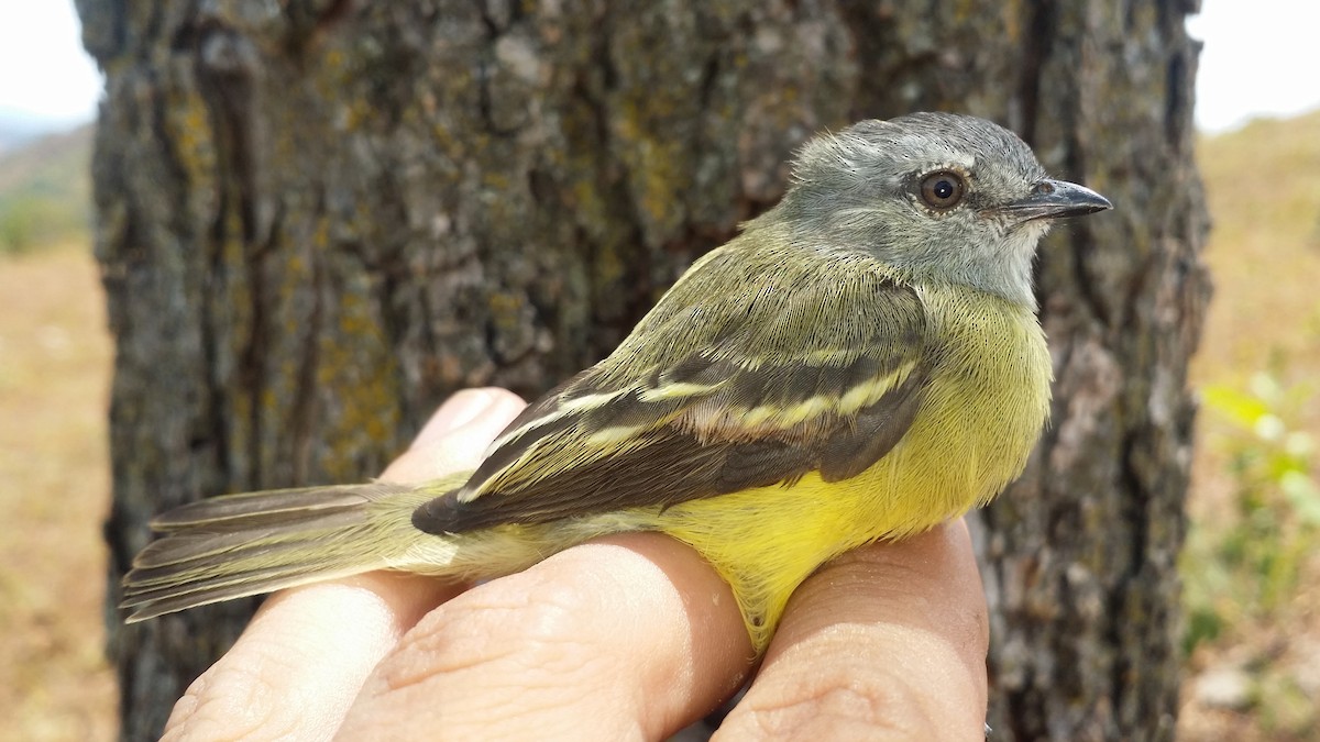 Yellow-crowned Tyrannulet - ML123883571