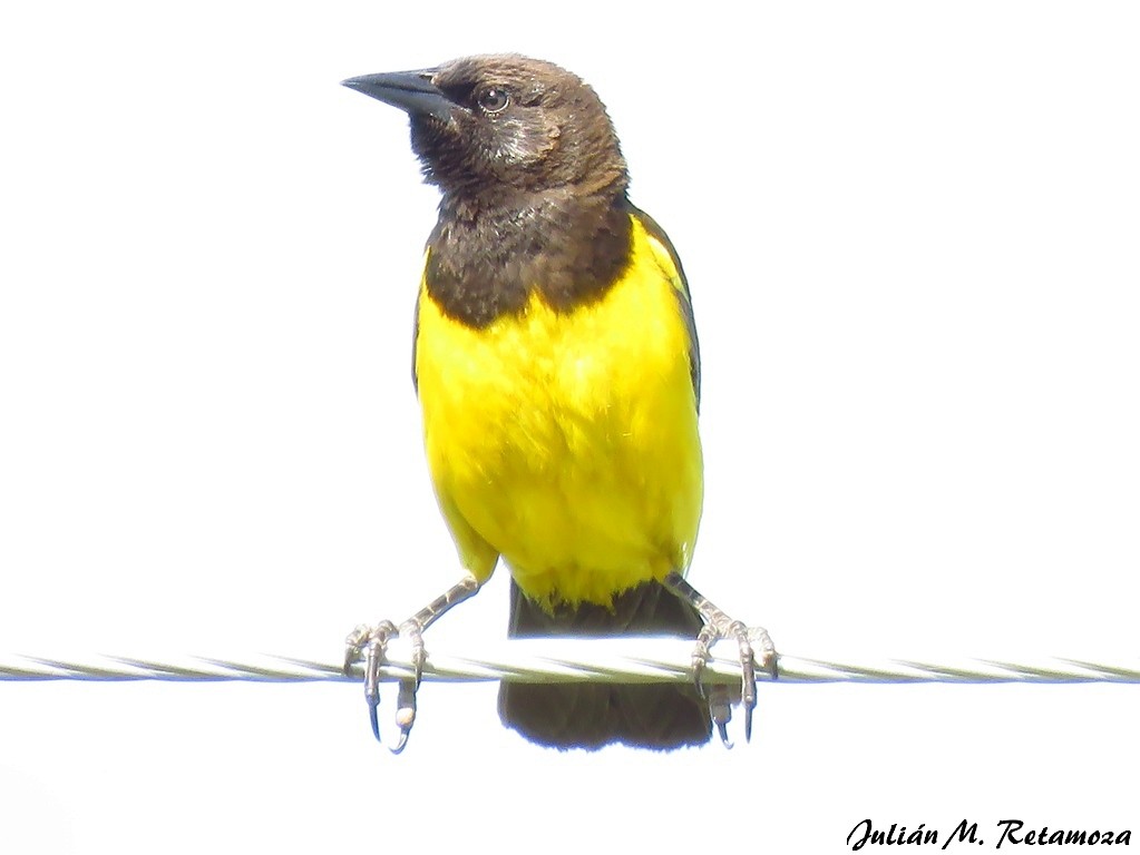 Yellow-rumped Marshbird - ML123884151