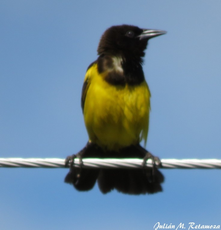 Yellow-rumped Marshbird - ML123884161