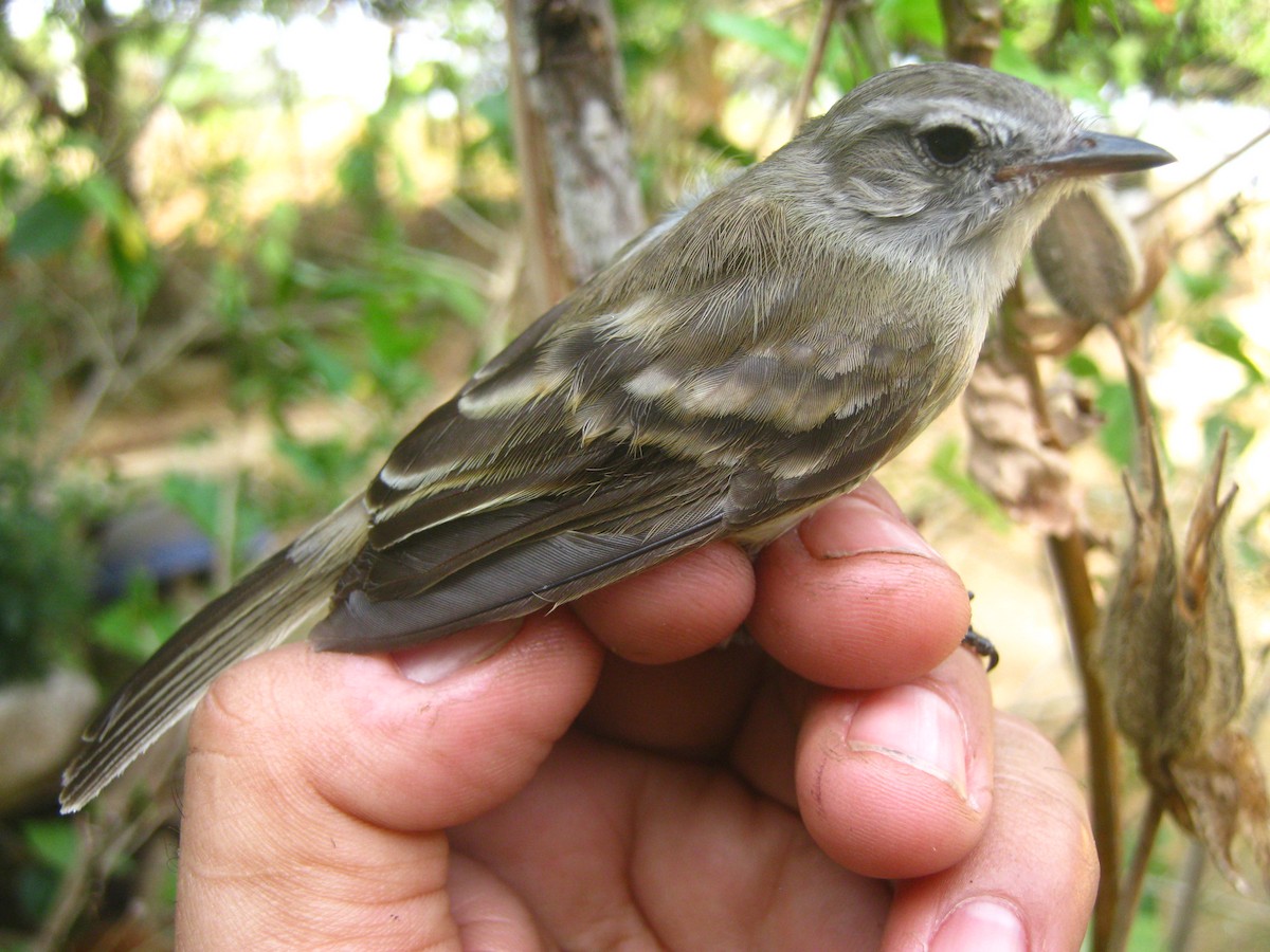 Northern Mouse-colored Tyrannulet - Ronald Parra