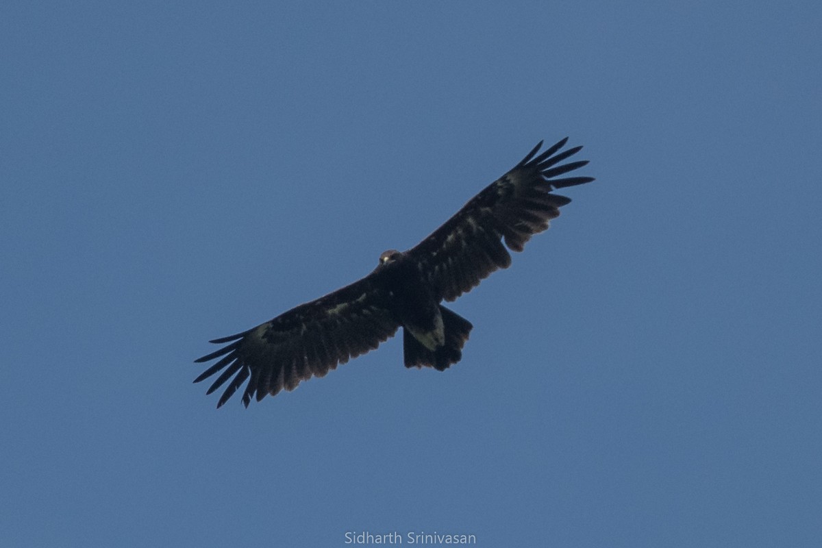 Greater Spotted Eagle - ML123888371