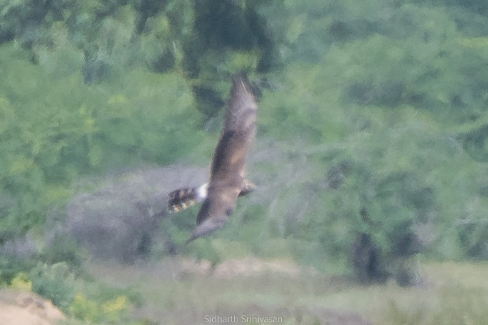 Montagu's Harrier - Sidharth Srinivasan