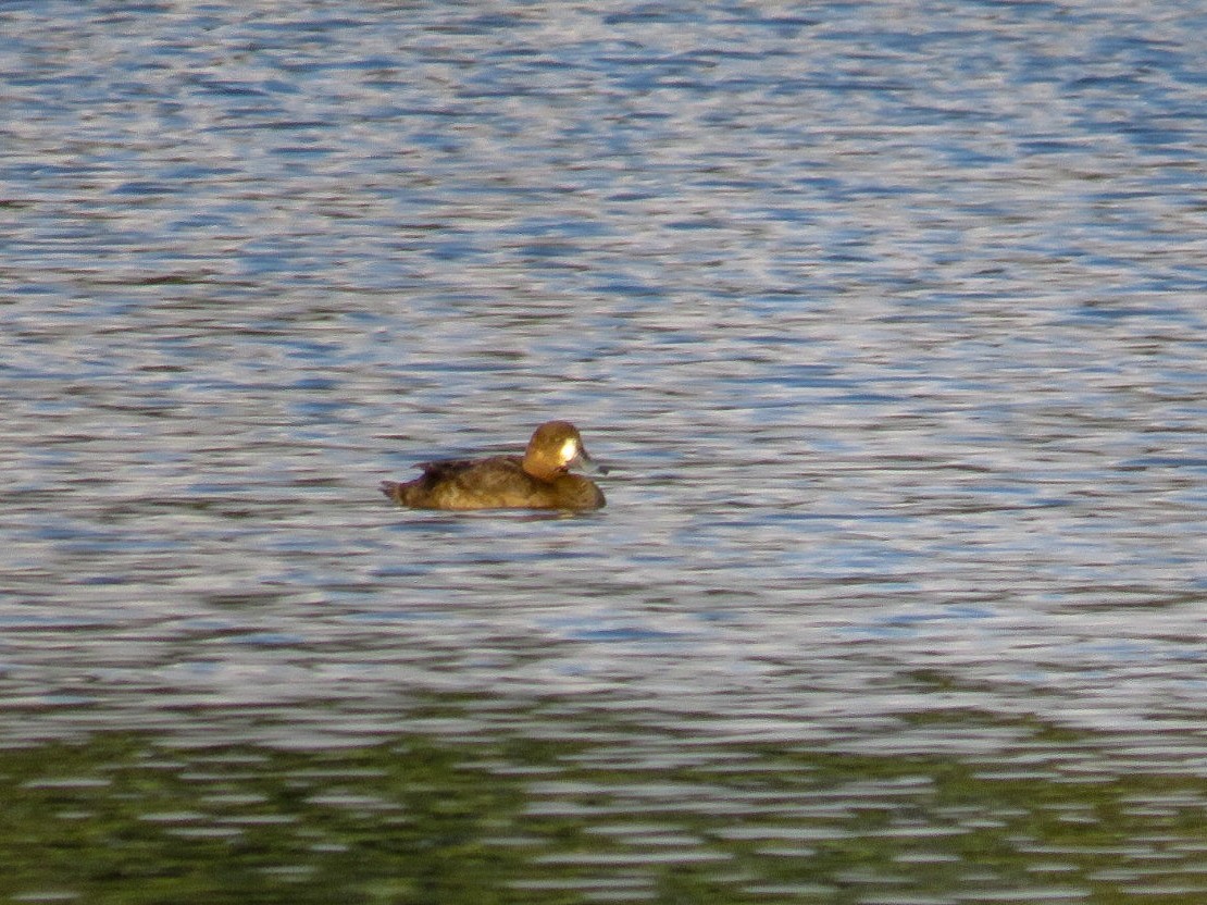 Greater Scaup - ML123891671