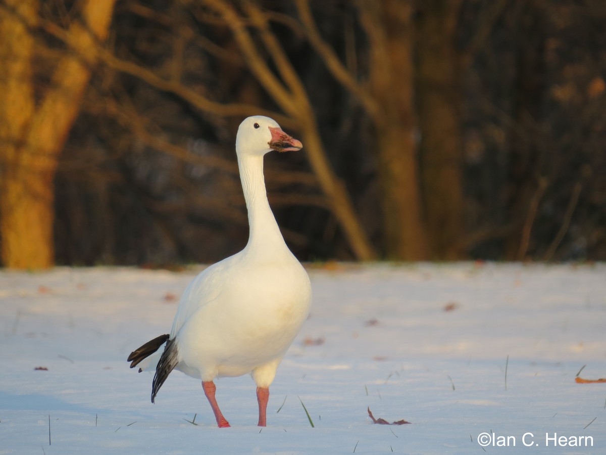 Snow Goose - Ian Hearn