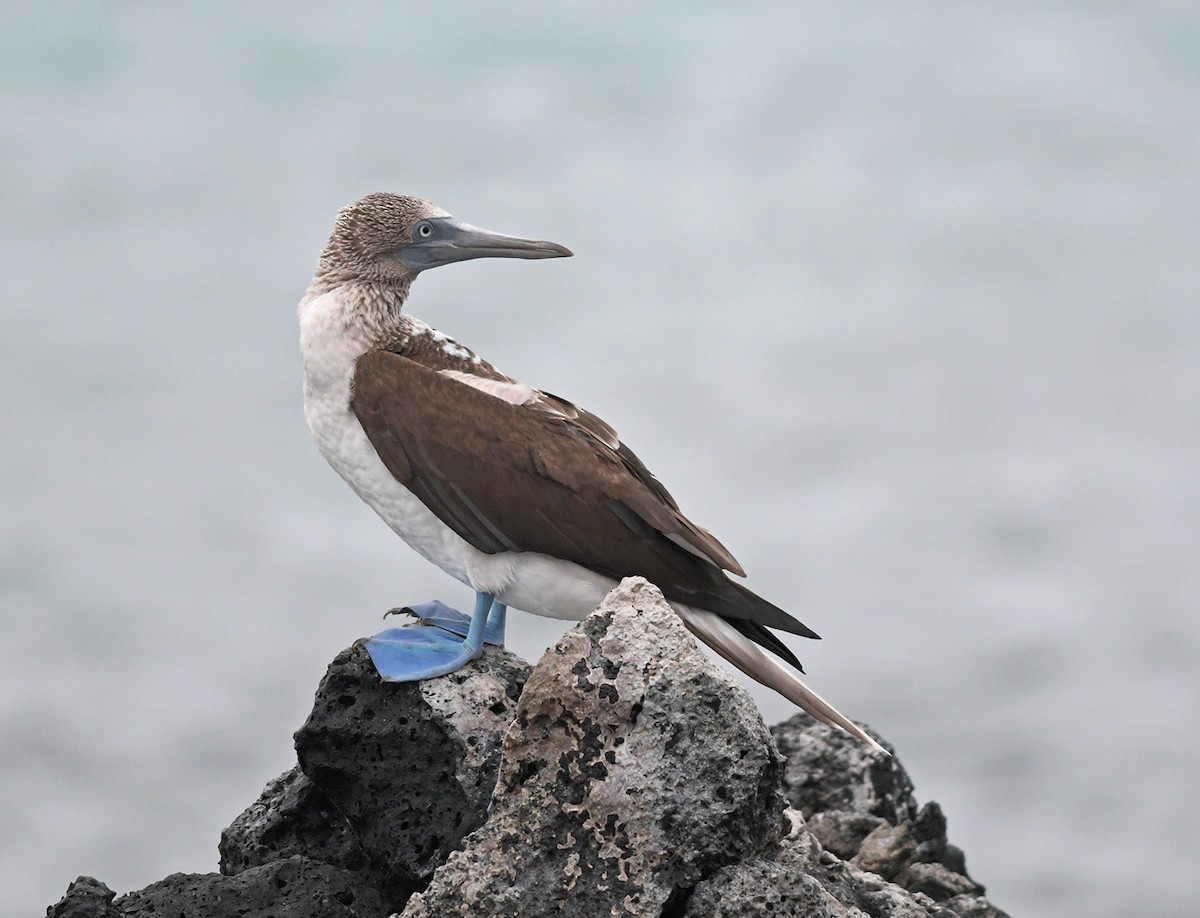 Blue-footed Booby - ML123892581