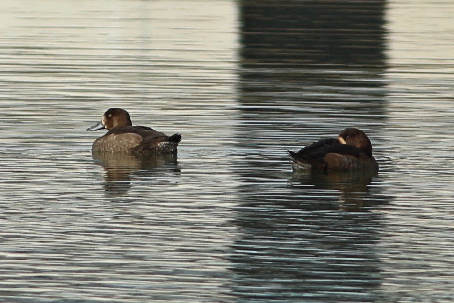 Greater Scaup - ML123895711