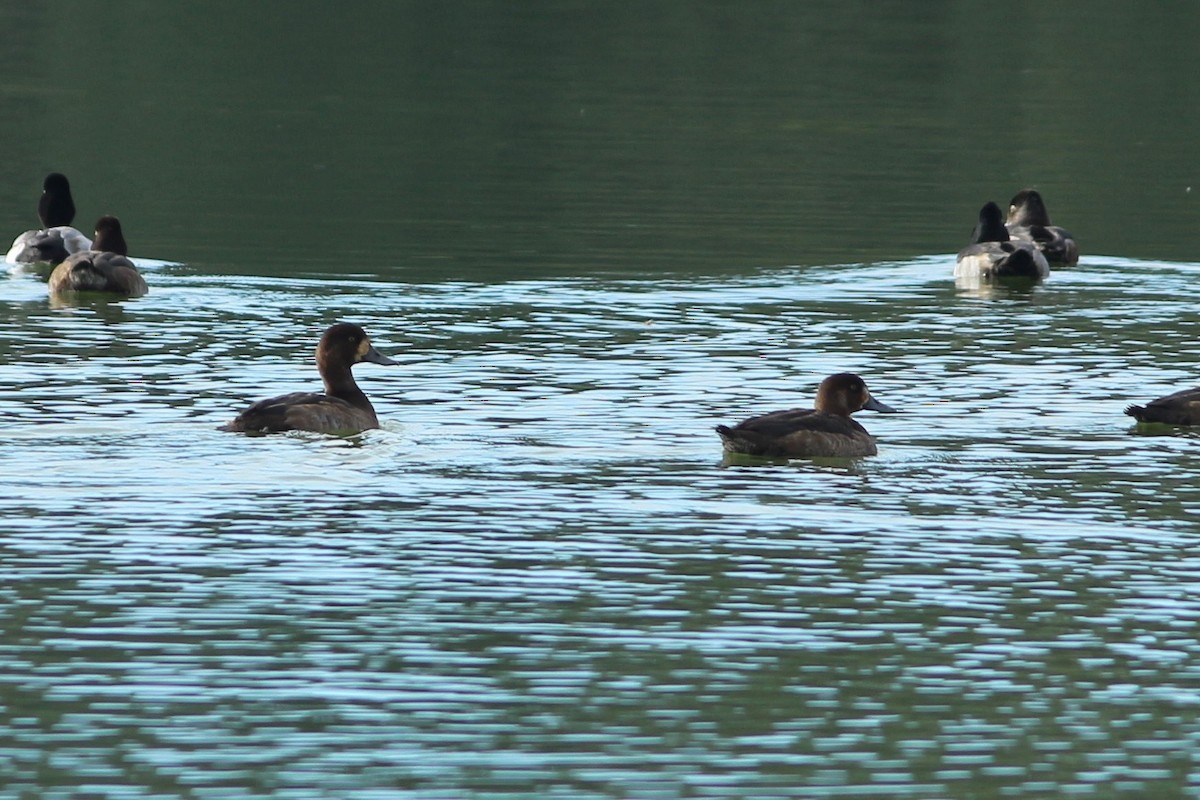 Greater Scaup - ML123895761