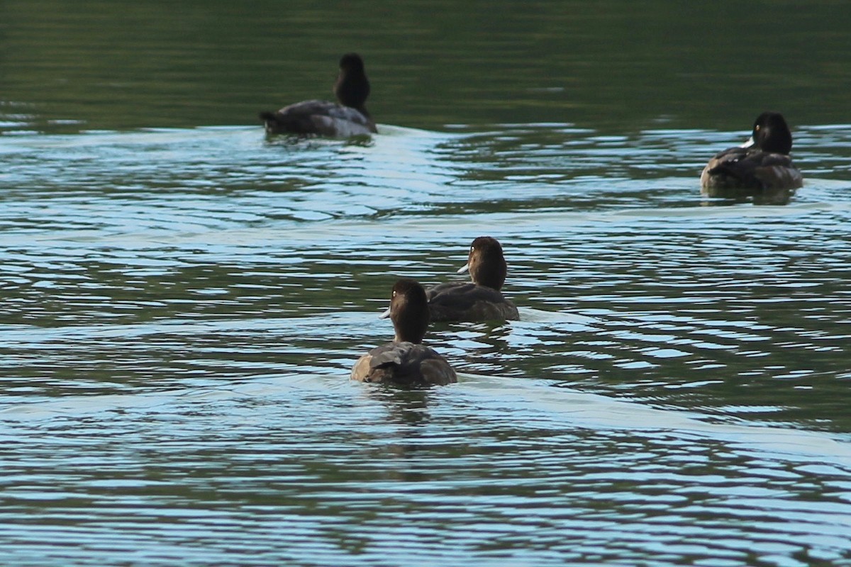 Greater Scaup - ML123895801