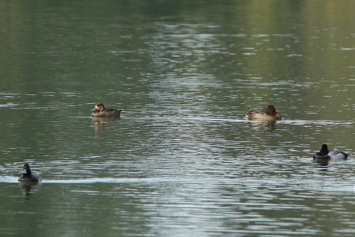 Greater Scaup - ML123895831