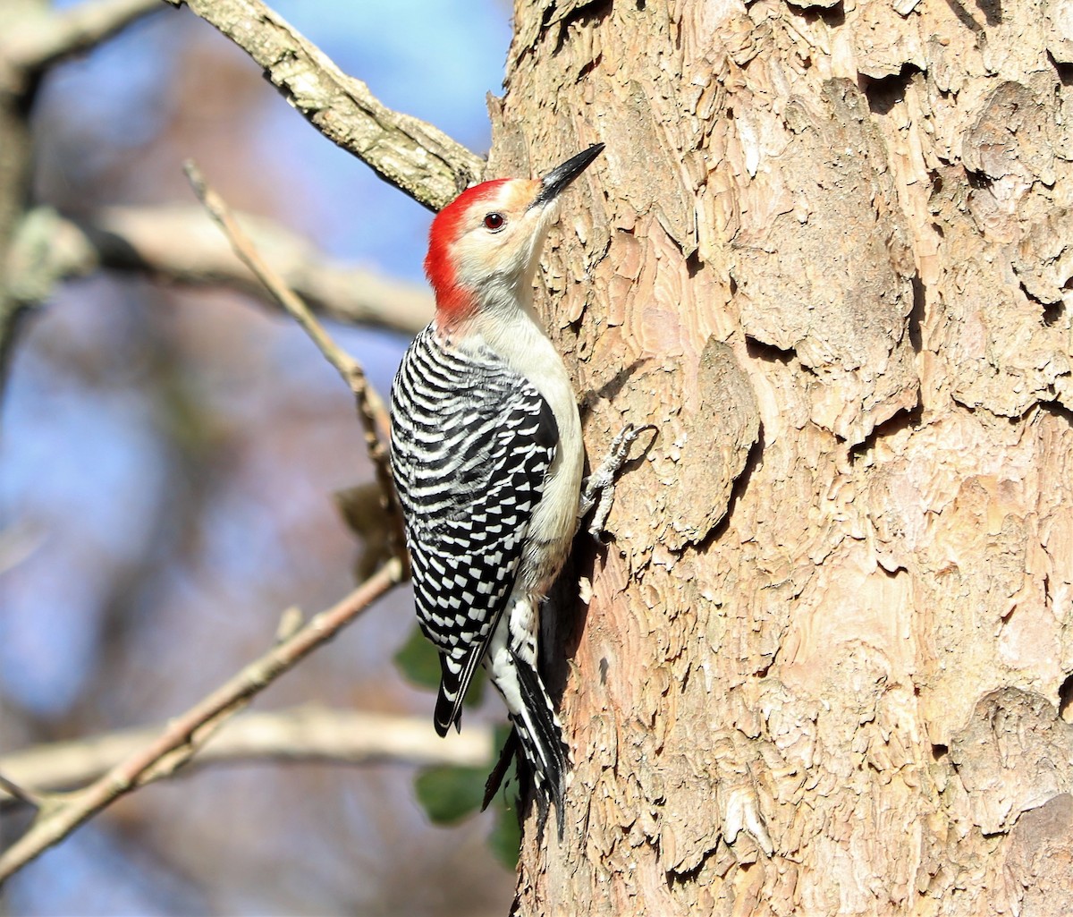 Red-bellied Woodpecker - ML123898701