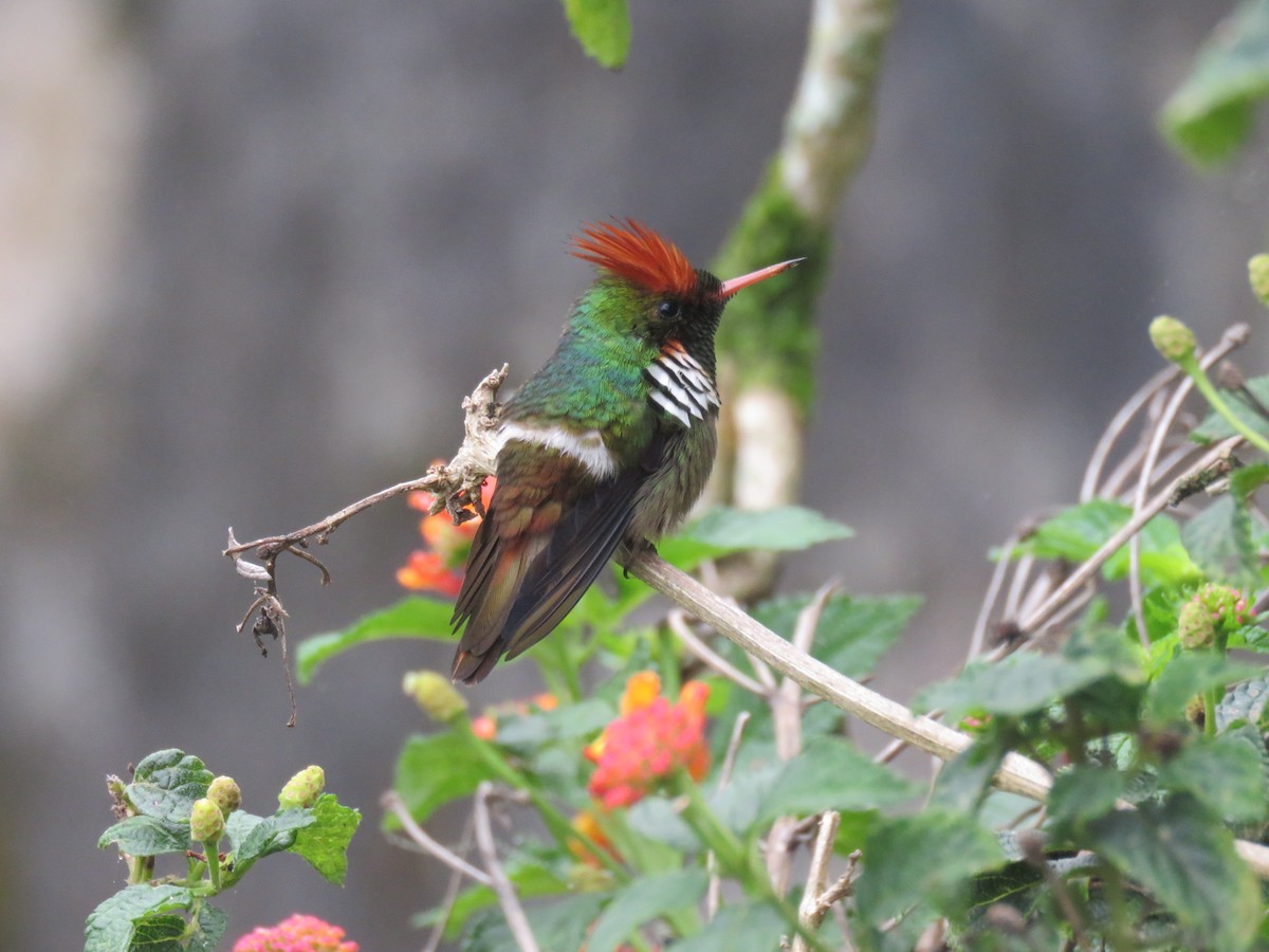 Frilled Coquette - ML123905031