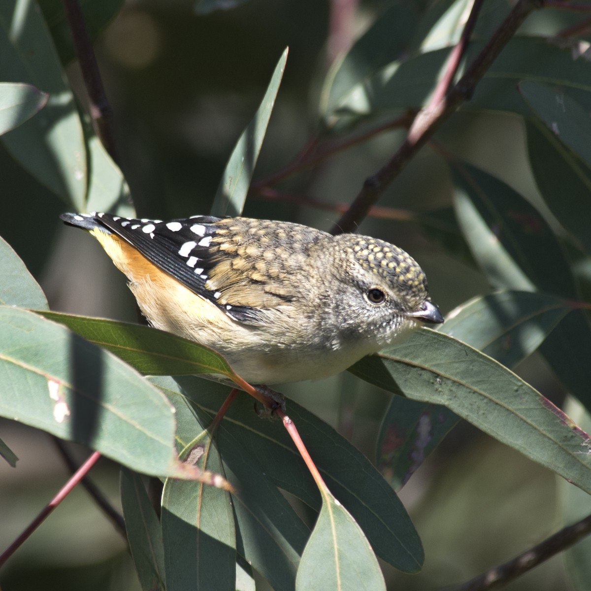 Spotted Pardalote - ML123906701
