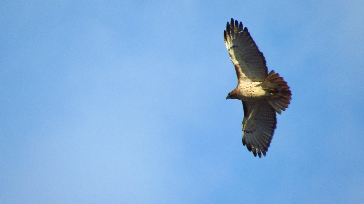 Red-tailed Hawk - ML123906961