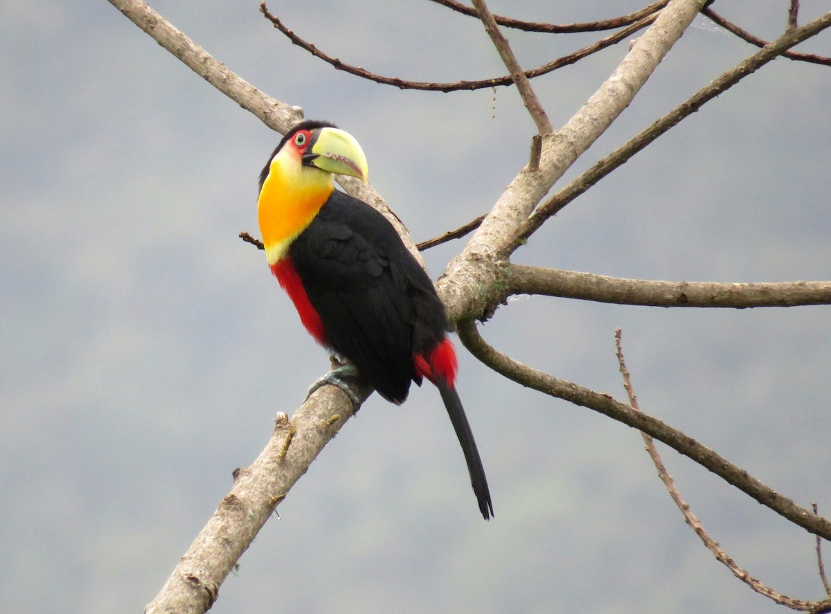 Red-breasted Toucan - ML123910761