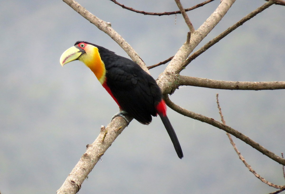 Red-breasted Toucan - ML123910881