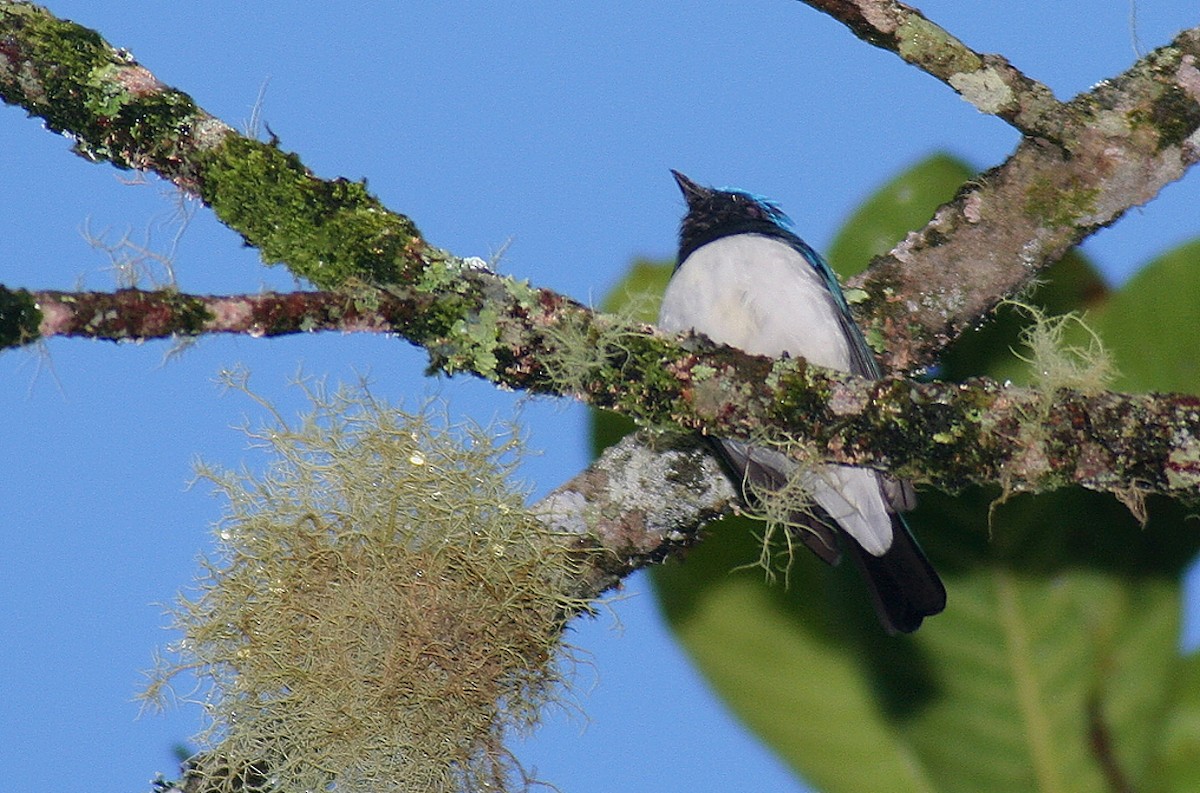 Blue-and-white Flycatcher - António Gonçalves