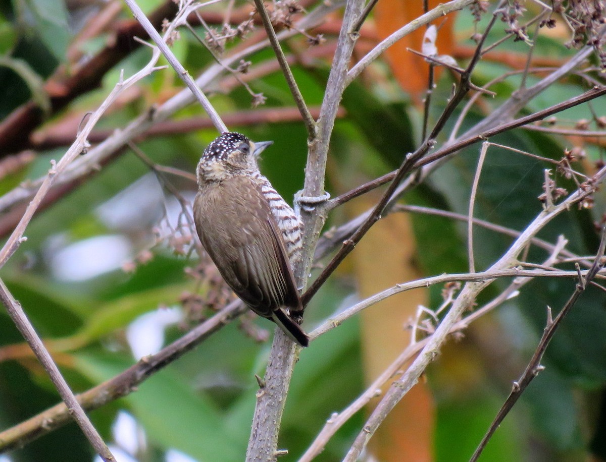 White-barred Piculet - ML123914951