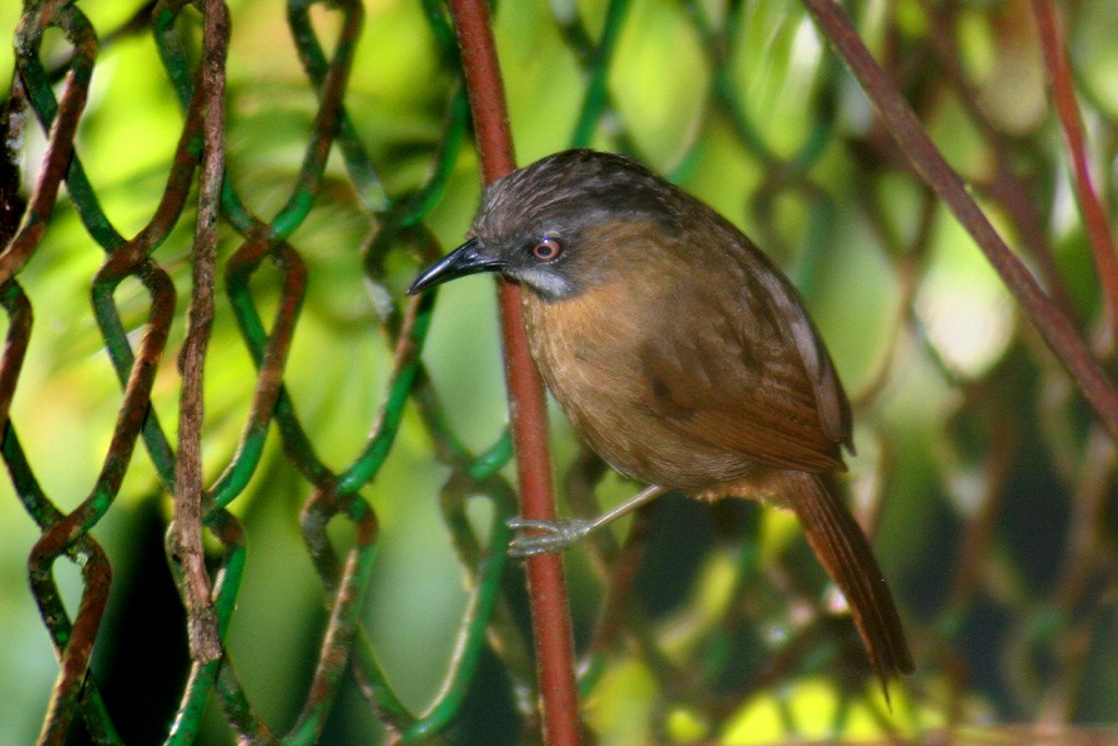 Gray-throated Babbler - António Gonçalves