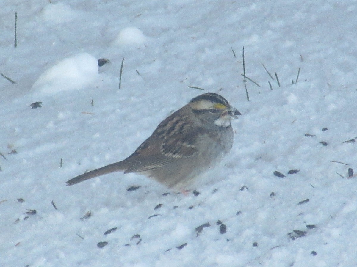 White-throated Sparrow - Sandra Bourque