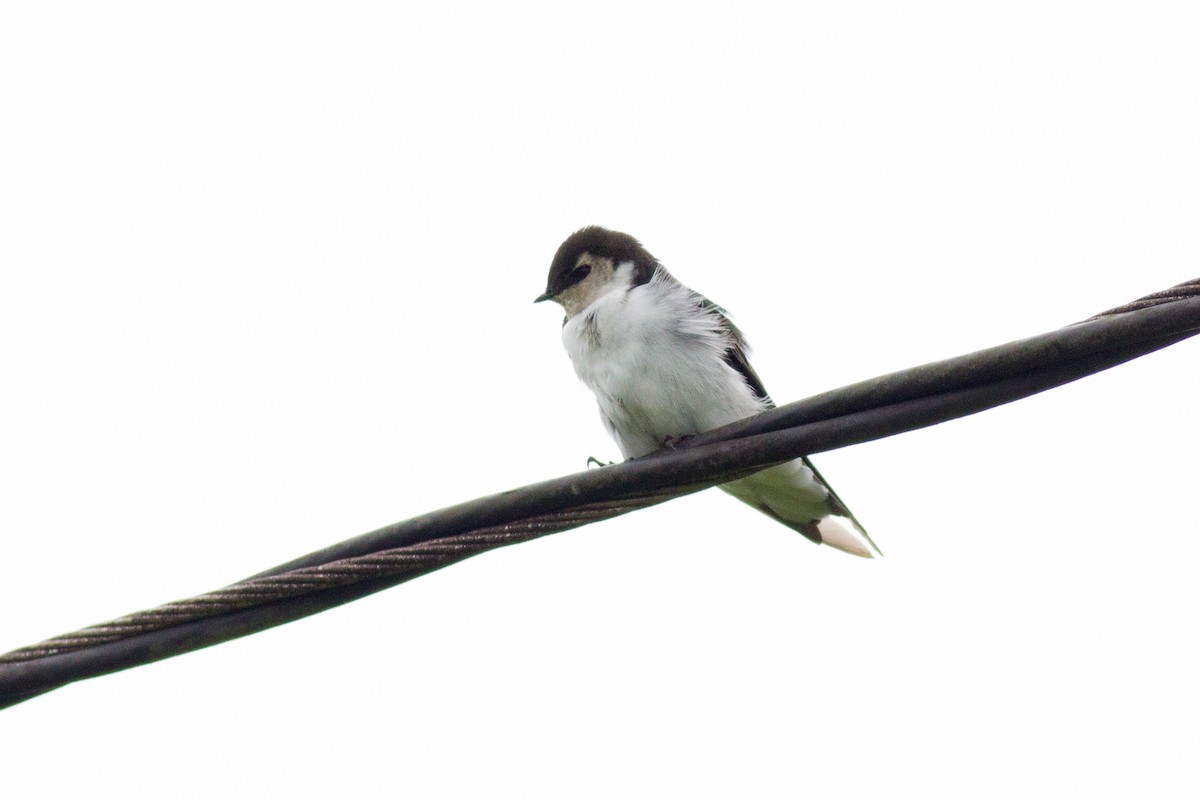 Violet-green Swallow - ML123920641
