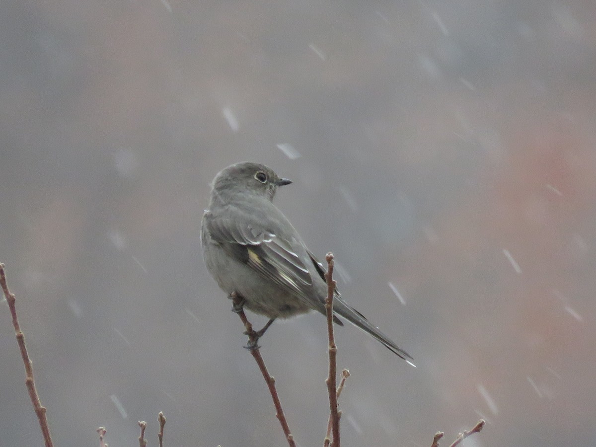 Townsend's Solitaire - ML123920761
