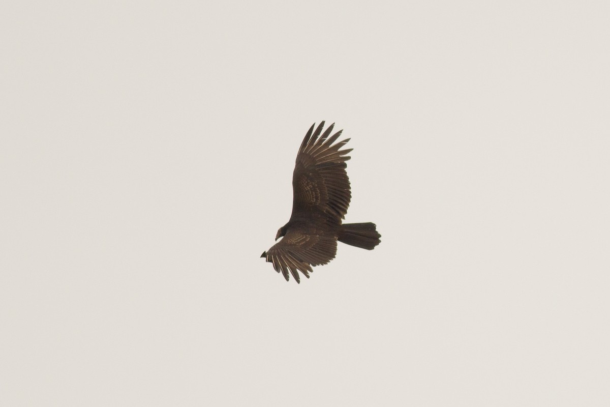 Turkey Vulture - ML123920911