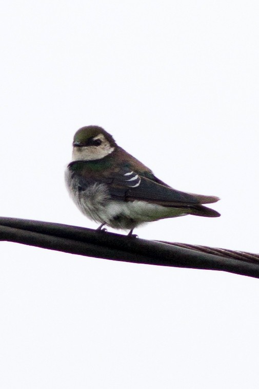 Violet-green Swallow - Francis Canto Jr
