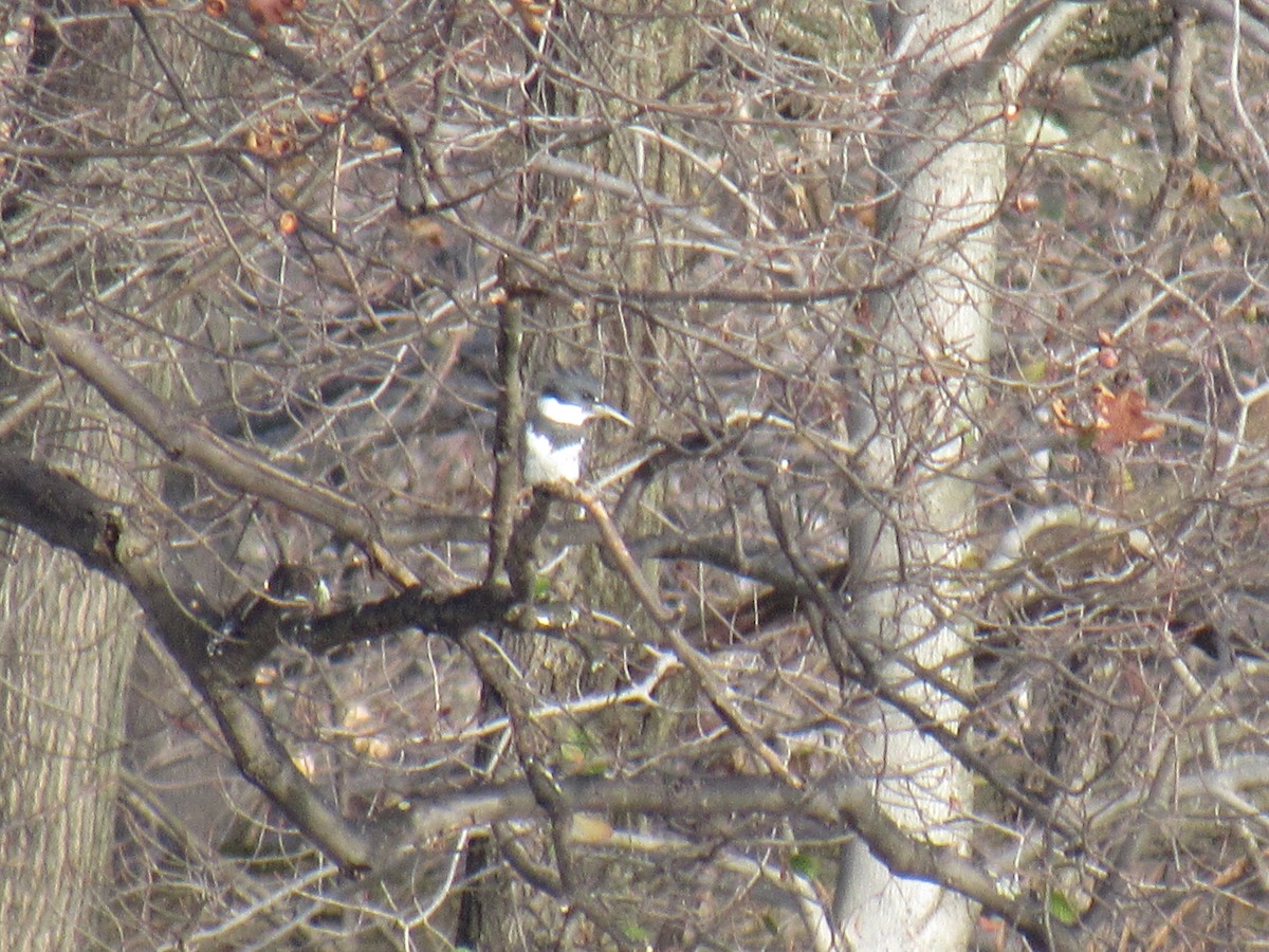 Belted Kingfisher - ML123922991