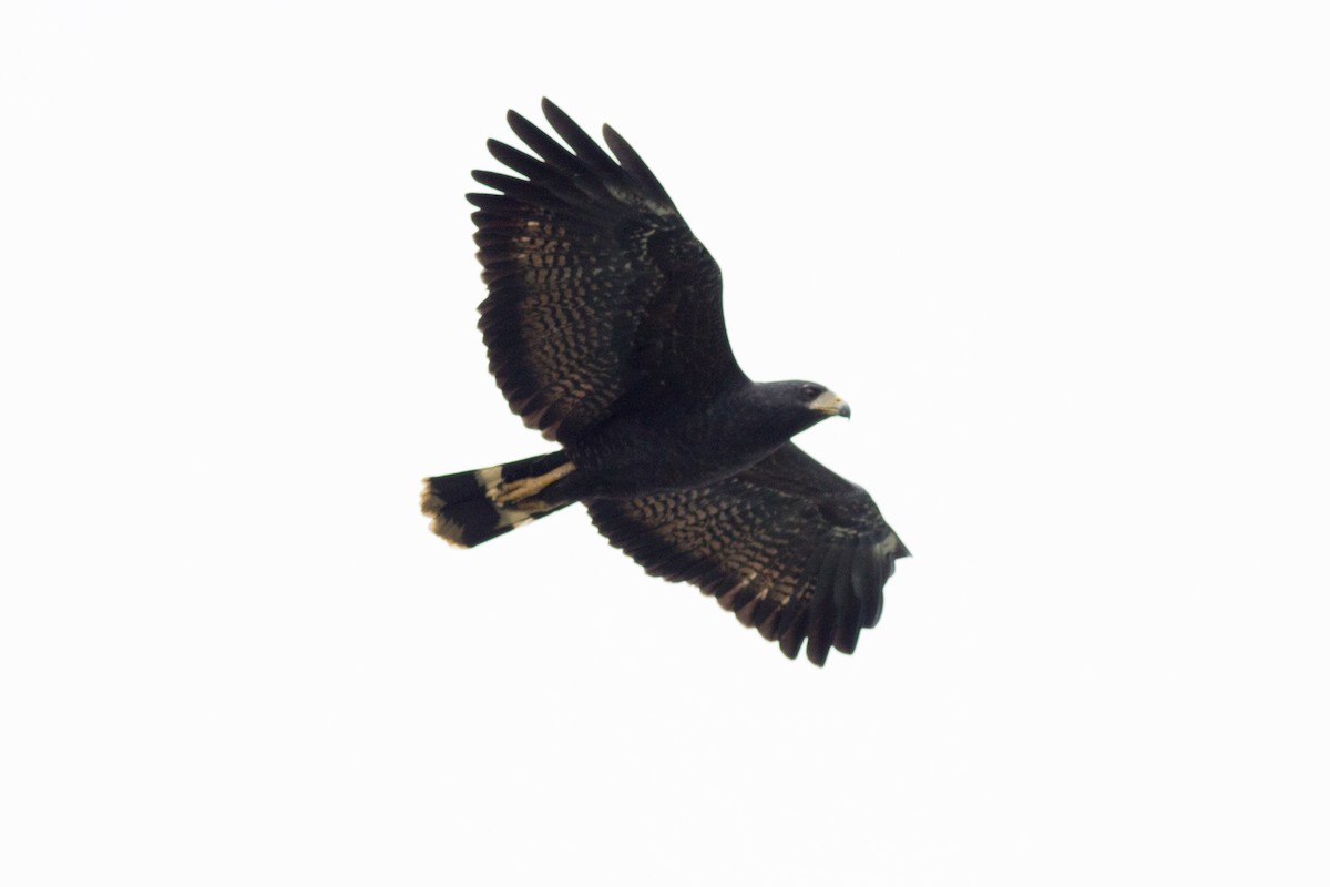 Common Black Hawk - ML123923081