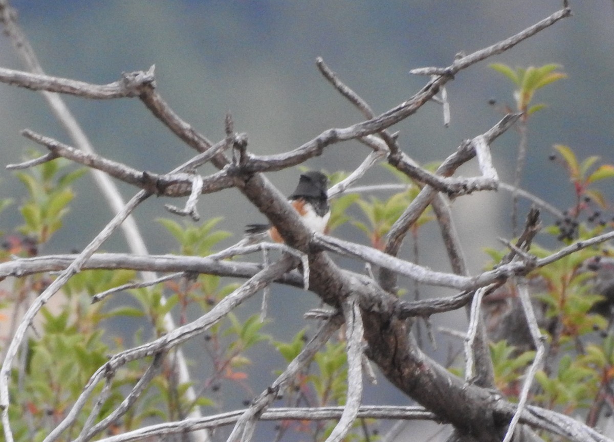 Spotted Towhee - ML123923101
