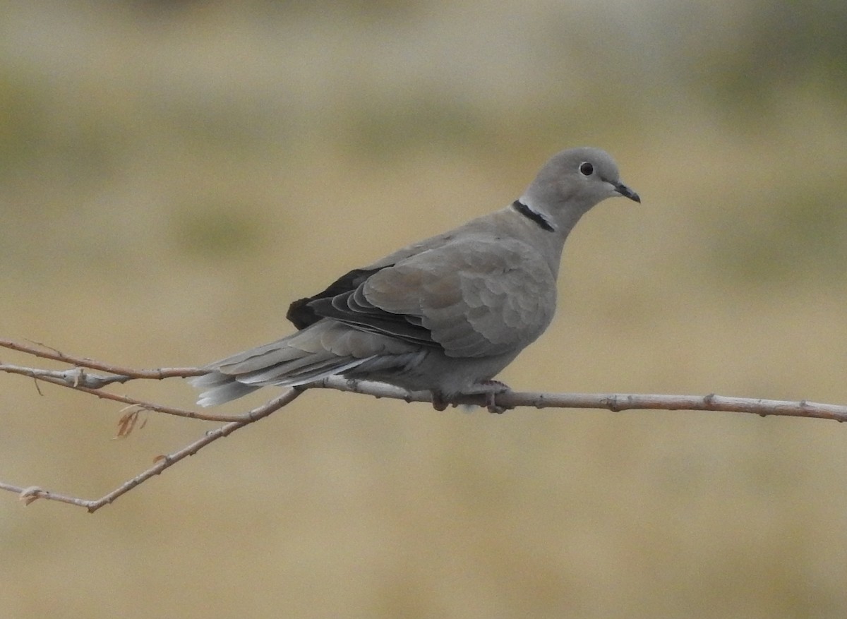 Eurasian Collared-Dove - ML123924151