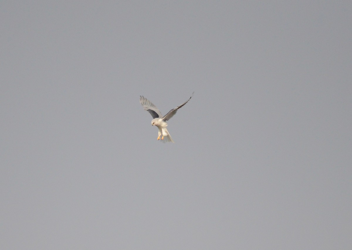 White-tailed Kite - ML123927471