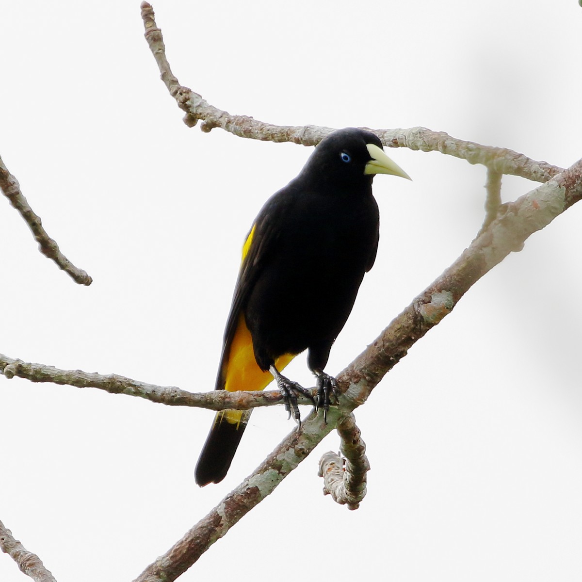 Yellow-rumped Cacique - ML123929041