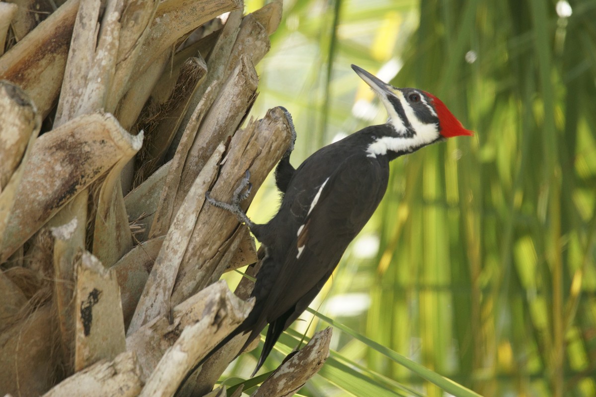 Pileated Woodpecker - Bob Athey