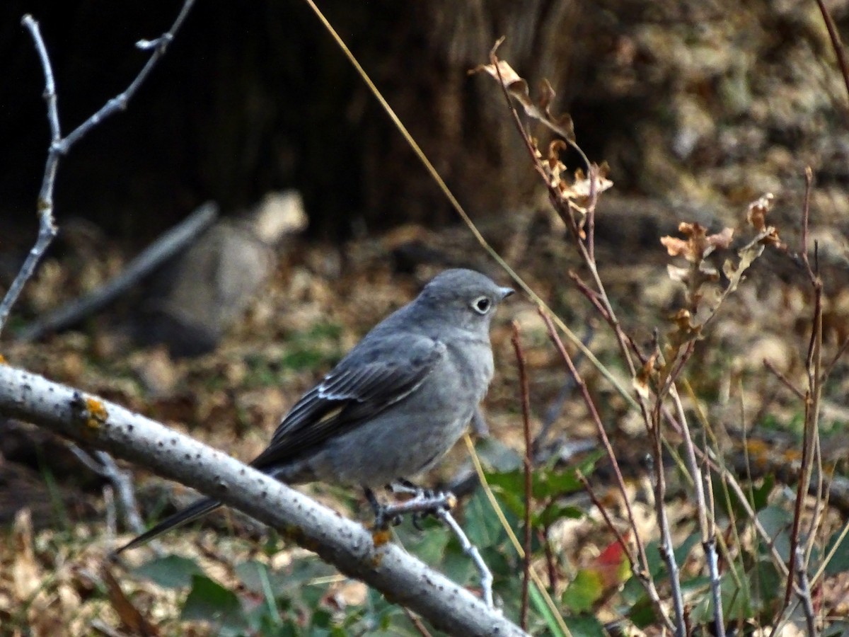 Townsend's Solitaire - ML123933141