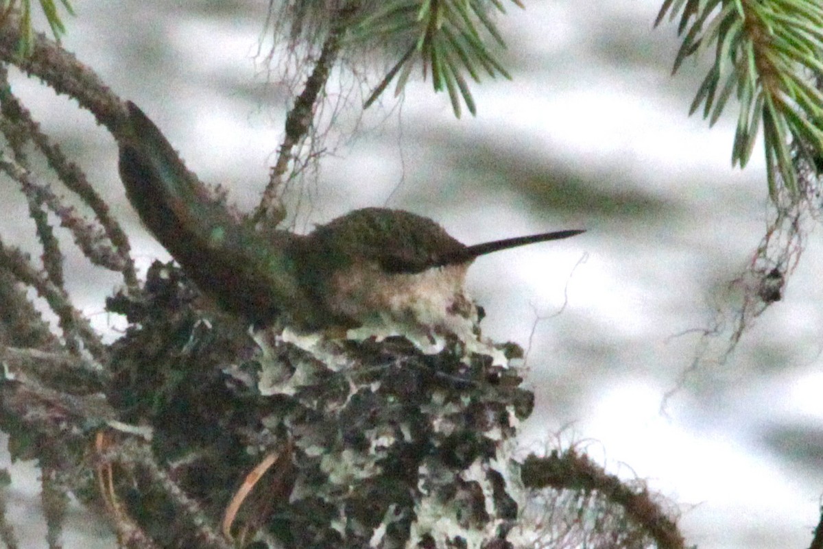 Calliope Hummingbird - ML123935031