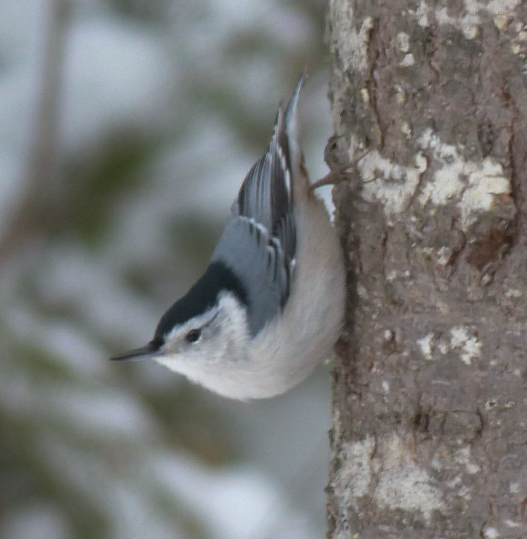 White-breasted Nuthatch - ML123935961