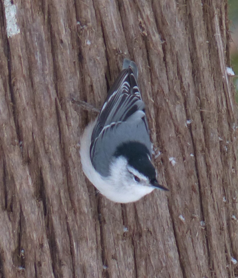 White-breasted Nuthatch - ML123935991