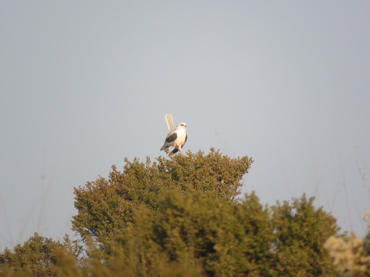 White-tailed Kite - John Perry