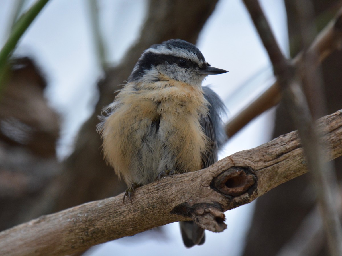 Red-breasted Nuthatch - ML123939911
