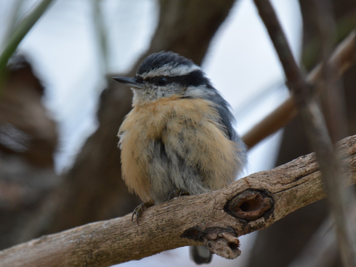 Red-breasted Nuthatch - ML123939981