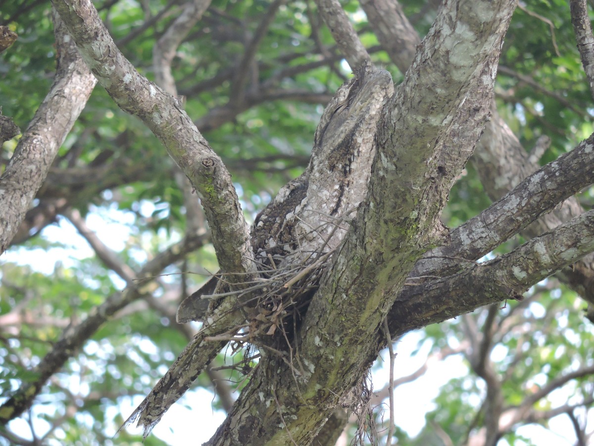 Papuan Frogmouth - ML123942081