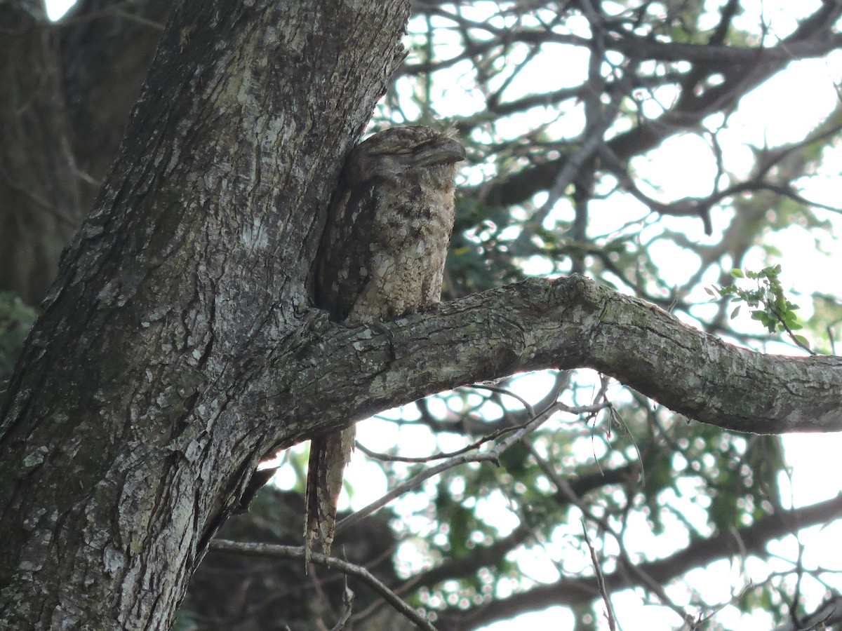 Papuan Frogmouth - ML123942261