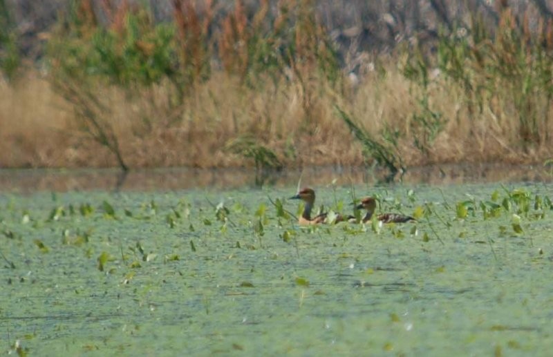 Fulvous Whistling-Duck - ML123945811