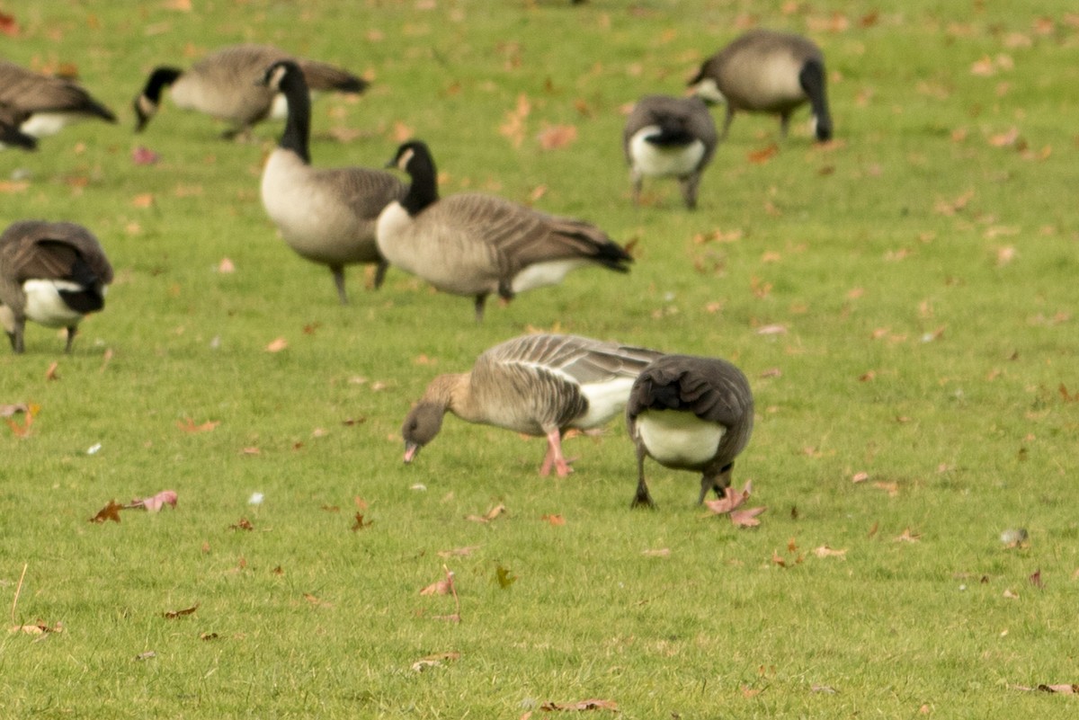 Pink-footed Goose - ML123948121
